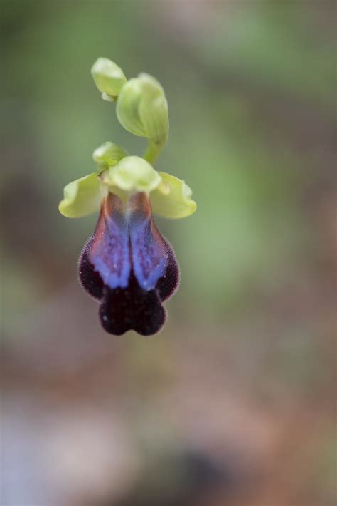 Ophrys Irricolor Francois Granja Flickr