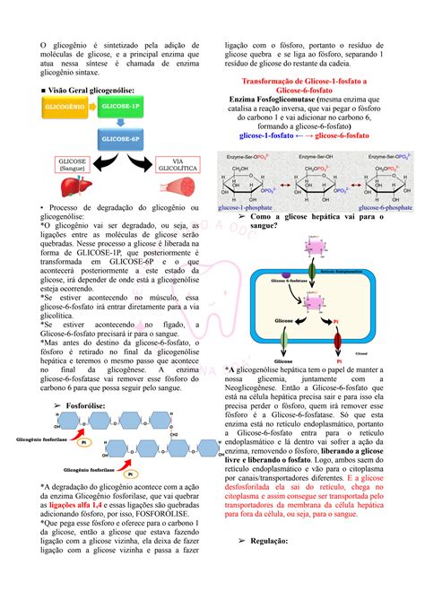 SOLUTION Resumo Do Metabolismo De Carboidratos Studypool