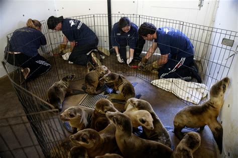 Starving sea lion pups overwhelming California rescue centres | CTV News