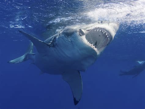 Great White Shark Habitat Facts For Kids