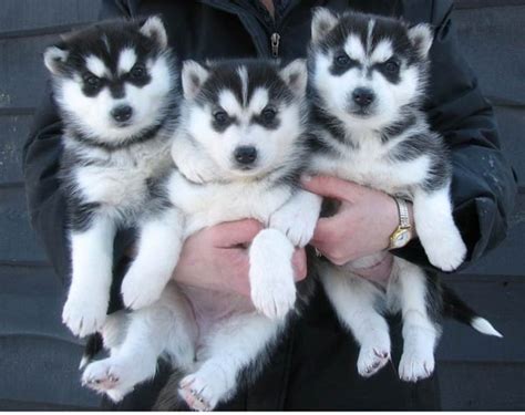 40 Cute Siberian Husky Puppies Pictures - Tail and Fur