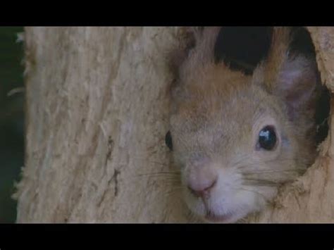 Жизнь белок - YouTube