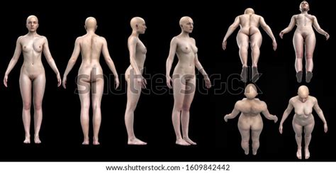 Anatomy Female Body Naked Multiple Poses 스톡 일러스트 1609842442 Shutterstock