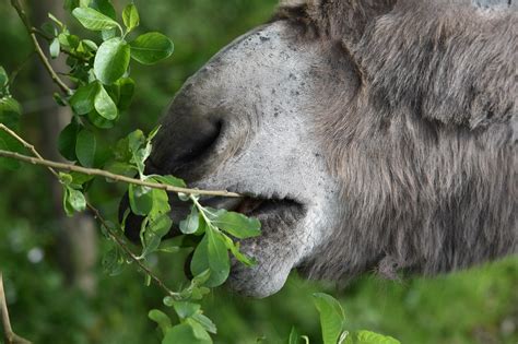 10 000 Free Women Ass Donkey Images Pixabay