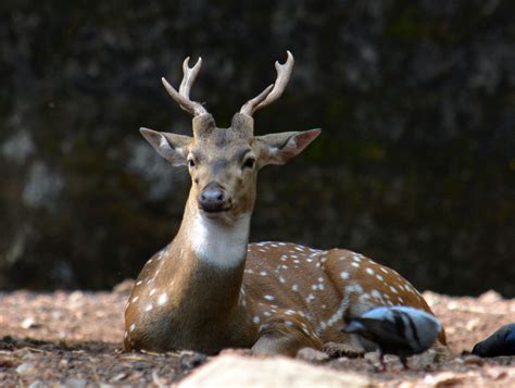 Trivandrum Zoo - Yatramantra