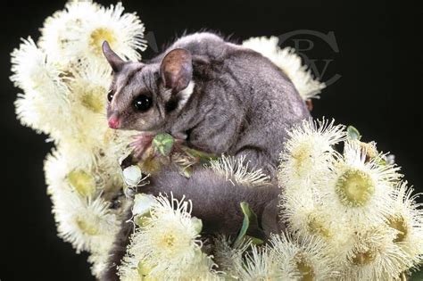 Sugar Glider Visit Facebook Animals Are Awesome Animals Wildlife