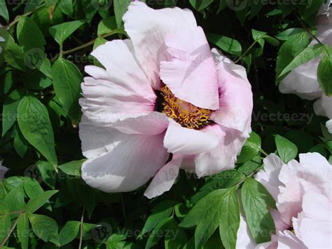 Tree Peony Paeonia Suffruticosa In Park Head Of A Pale Pink Peony