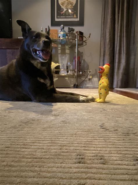 year  potcake rsupermutts