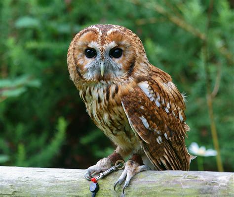 Tawny Owl Song Call Voice Sound