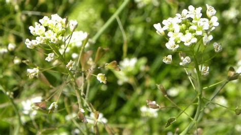 Traista Ciobanului Beneficii Proprietati Si Contraindicatii Natura