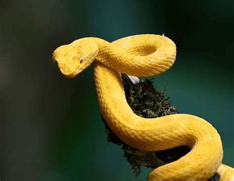 Significado De Sonhar Cobra E Serpente Simbolismo E Interpreta Es