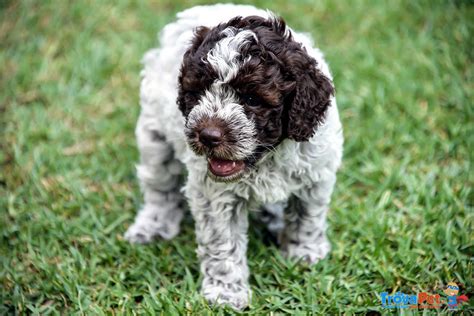 Cuccioli Di Lagotto Romagnolo Con Pedigree In Vendita A Finale Ligure SV