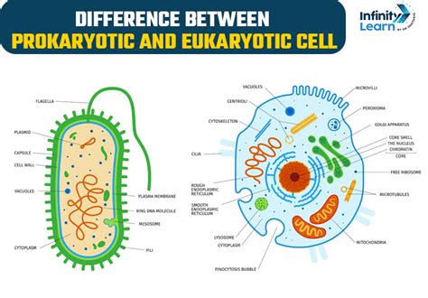 Difference Between Prokaryotic And Eukaryotic Cell Know The Difference