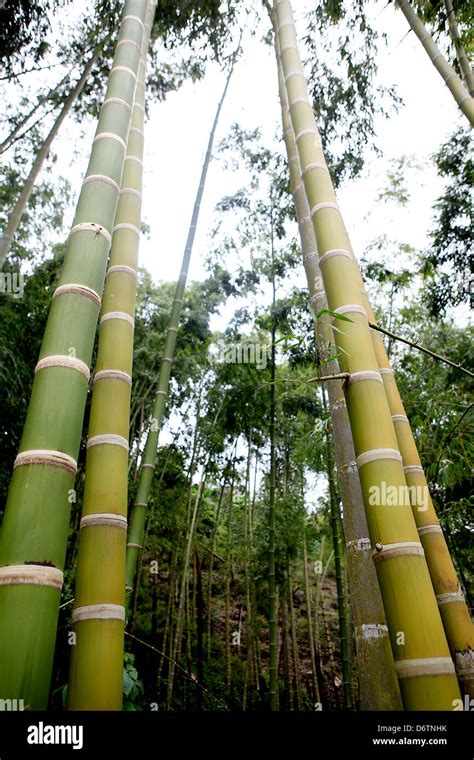 A Bamboo Plantation In The South Of Colombia Here Bamboo Grtows Up