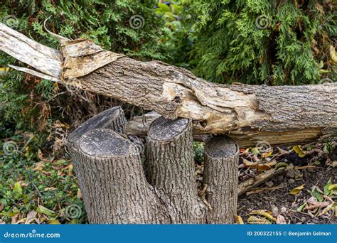 Broken Tree On A Cut Stump Stock Image Image Of Brown 200322155