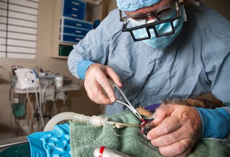 Veterinary Dentistry Stock Photo Image Of Health Operation 12112184