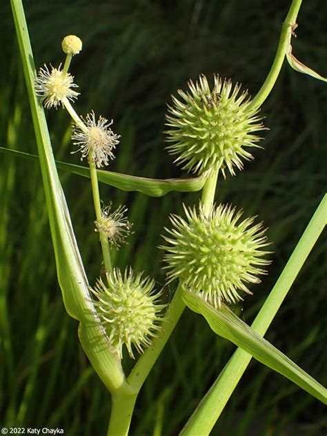 Sparganium Americanum American Bur Reed Minnesota Wildflowers