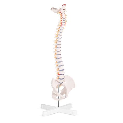 Buy SKUMOD Life Size Spine Model Flexible Anatomical Human Spine Model