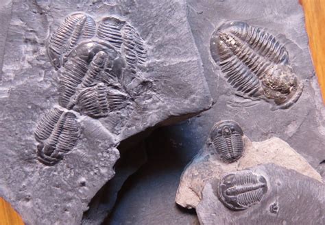 Trilobites Backyard And Beyond