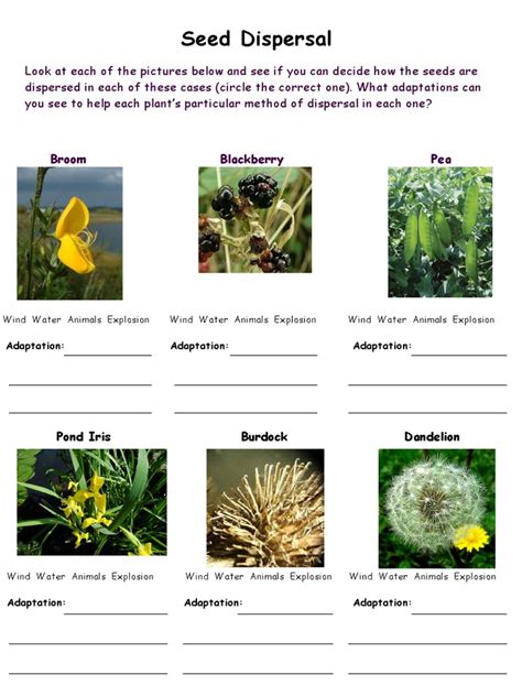 Seed Dispersal Matching Activity Ks2 Plants Teachit Worksheets Library