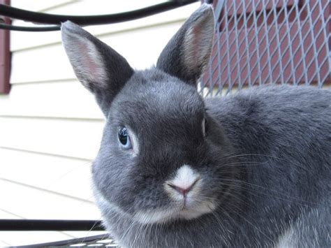 How Much Do Netherland Dwarf Rabbits Cost 2025 Price Guide Hepper