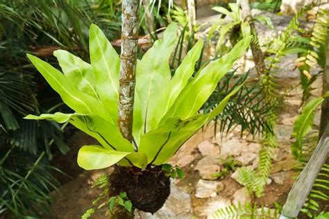 10 Birds Nest Fern Problems And How To Fix Them Gardenia Organic