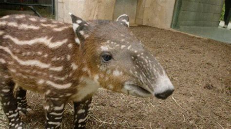 Tapir snout : r/aww