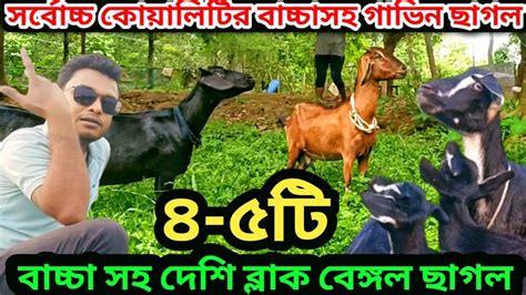 ৪ ৫টি বাচ্চা দেওয়া গাভিন ছাগল।দেশি ব্ল্যাক বেঙ্গল ছাগলের খামার।ক্রস