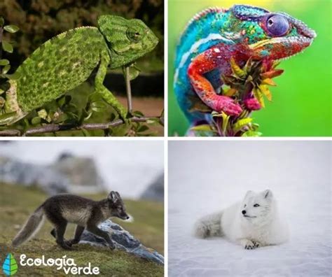 Animaux Changeant De Couleur Noms Et Photos