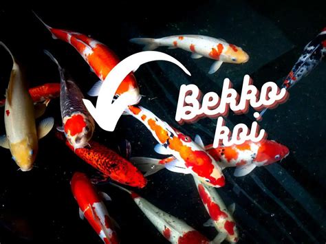 Bekko Koi Guide Expert Tips And Care Advice For Bekko Koi Backyard