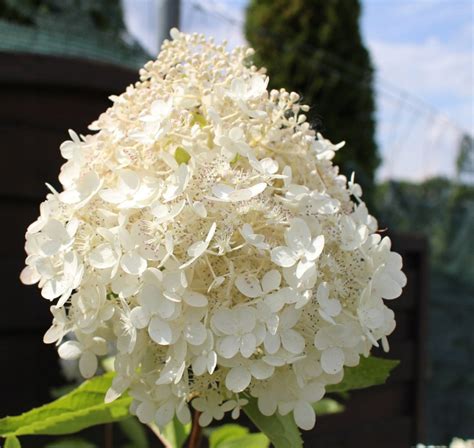 Купить саженцы Гортензии метельчатой Грандифлора 🌱, доставка СПб ...