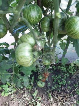 Странная вещь девушки (в пакете 5 семян) | КоллекцияТоматов74