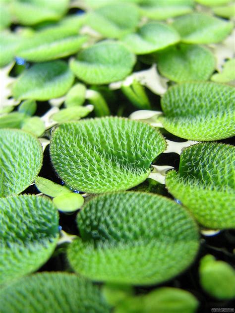 Salvinia minima - Common Salvinia - Flowgrow Aquatic Plant Database