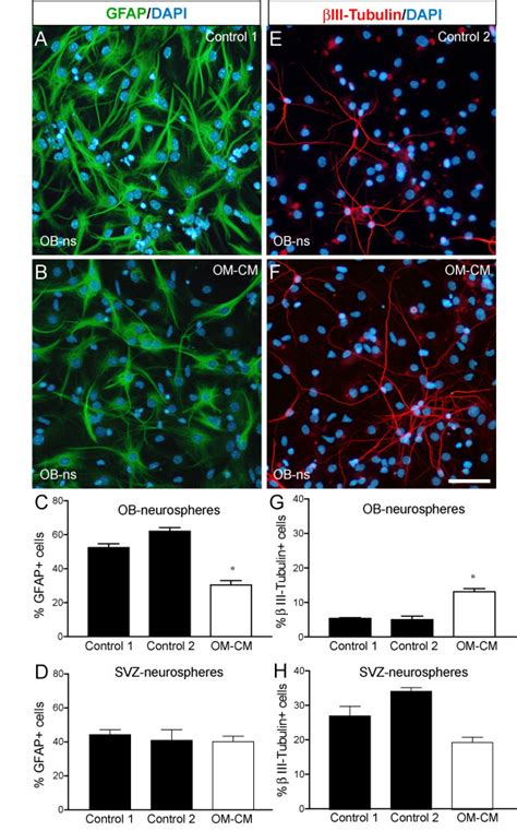 Glial fibrillary astrocytic protein GFAP and βIII tubulin expression