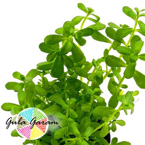 Jual Bacopa Monnieri Wabikusa Tanaman Air Hias Hiasan Aquarium