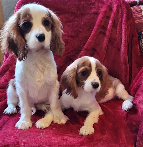 Dog for Adoption - Blenheim Cavalier F pup, a Cavalier King Charles Spaniel in Caldwell, OH