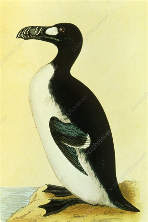 Artwork Of The Extinct Great Auk Bird Stock Image Z960 0022