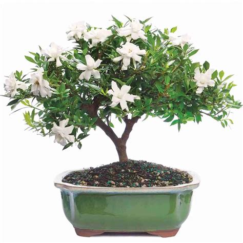 Flowering Bonsai Trees | Bonsai Outlet