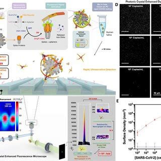 Photonic Crystal Enhanced Detection Of Sars Cov By Dna Ng Sensor A