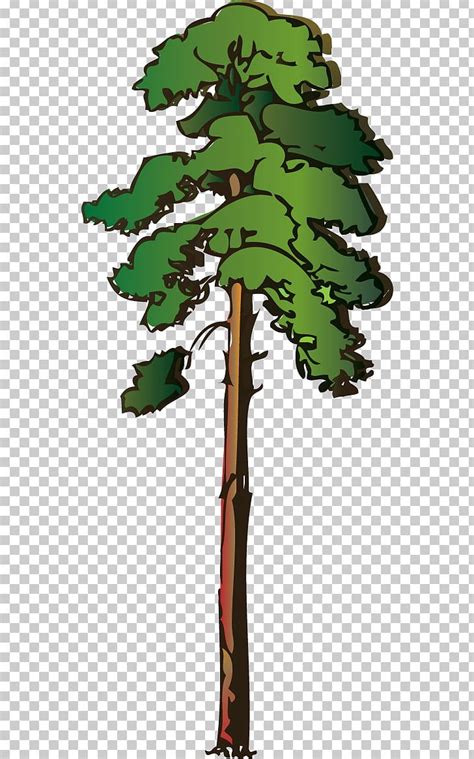 Tree Redwoods Giant Sequoia PNG, Clipart, Branch, Clip Art, Coast ...
