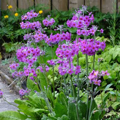 Primula Beesiana Max Garden Z Hradn Centrum Pre Va U Z Hradu