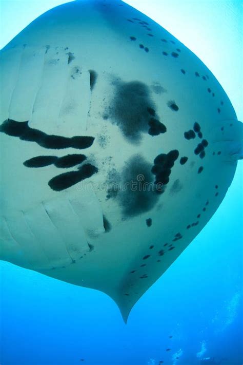 Detail of Belly of Giant Oceanic Manta Ray Stock Image - Image of