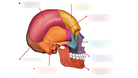 head bones diagram quizlet