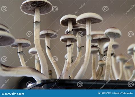 Growing Albino A Strain Psilocybin Cubensis Mushroom Magic Shroom