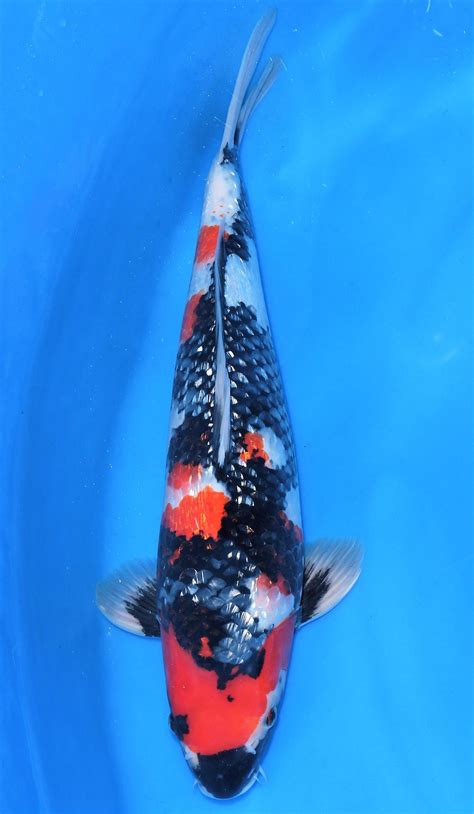 Gin Rin Showa Sold Grand Koi Llc