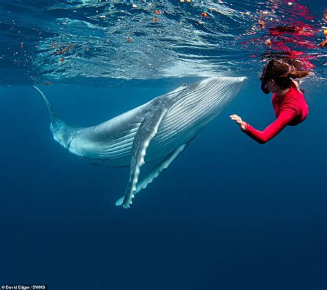 Video Footage Of Couples Hypnotic Swim With Three Humpback Whales