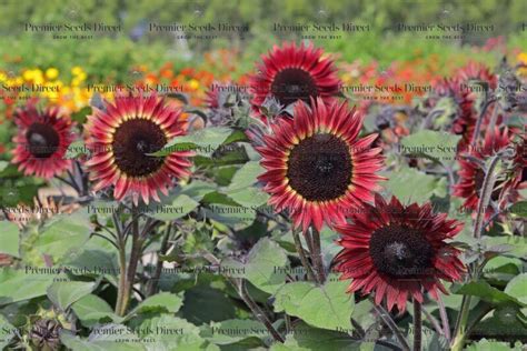 Sunflower Red Desire - Premier Seeds Direct