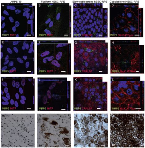 Localization Of Atp Dependent Efflux Transporter Proteins A L