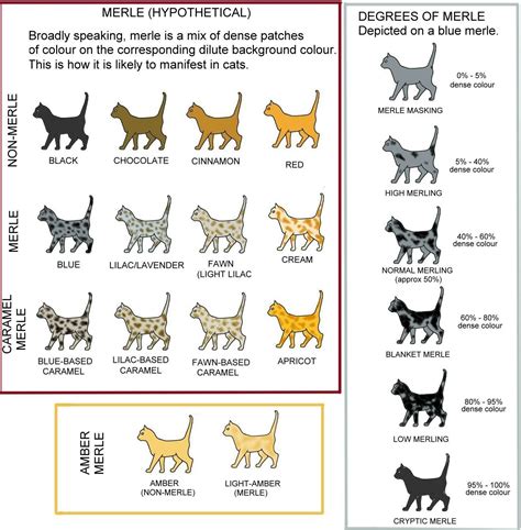 Bengal Cat Breeding Chart - Dogs And Cats Wallpaper