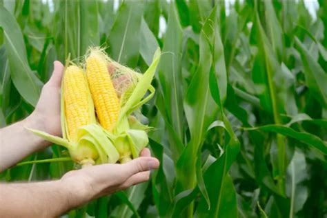 budidaya tanaman jagung  ideal independensia